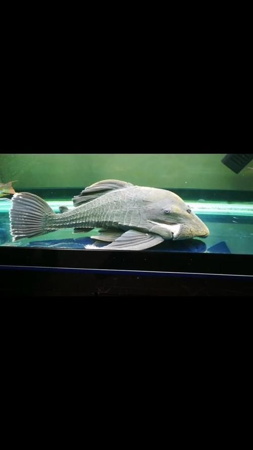 綠皮皇冠豹公母最簡單圖片