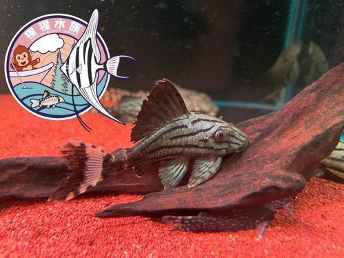 綠皮皇冠豹公母最簡單圖片