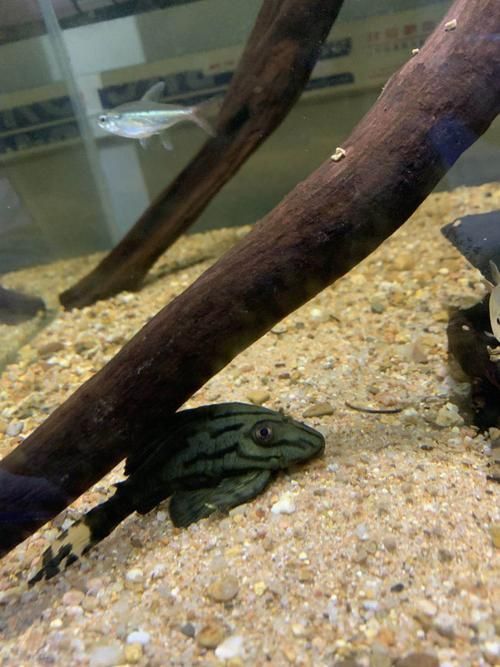 綠皮皇冠豹公母最簡單圖片