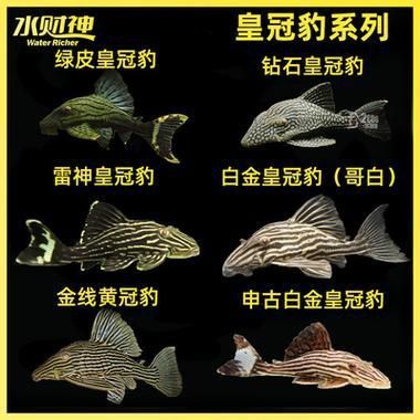 綠皮皇冠豹公母最簡單圖片