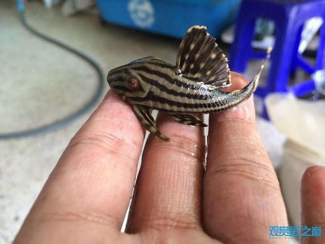 綠皮皇冠豹公母最簡單圖片