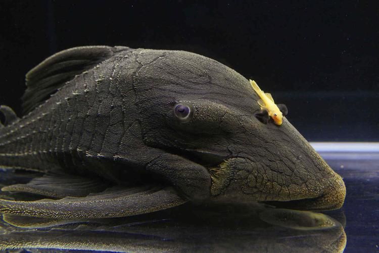 綠皮皇冠豹公母最簡單圖片