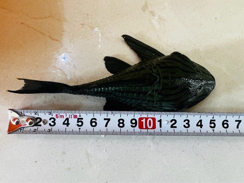 綠皮皇冠豹公母最簡單圖片