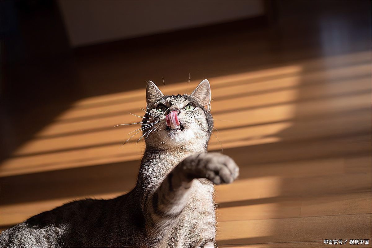 綠皮皇冠豹公母最簡單圖片