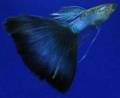 孔雀龍魚品種大全，孔雀龍魚品種大全孔雀龍魚價格對比孔雀龍魚價格對比