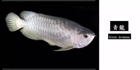 廣州龍魚批發市場地址查詢：廣州龍魚批發市場