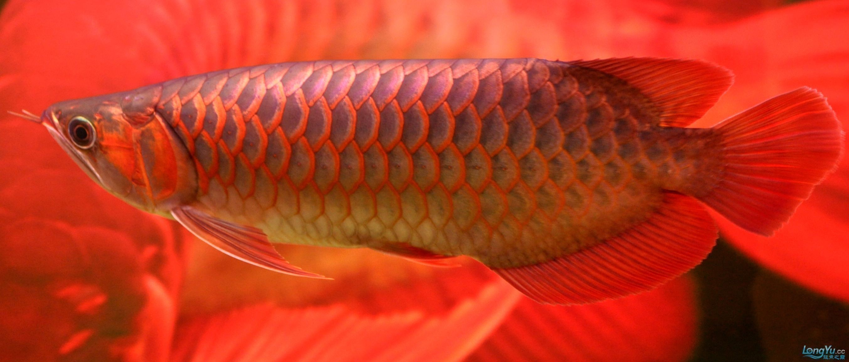 廣州龍魚批發市場地址查詢：廣州龍魚批發市場