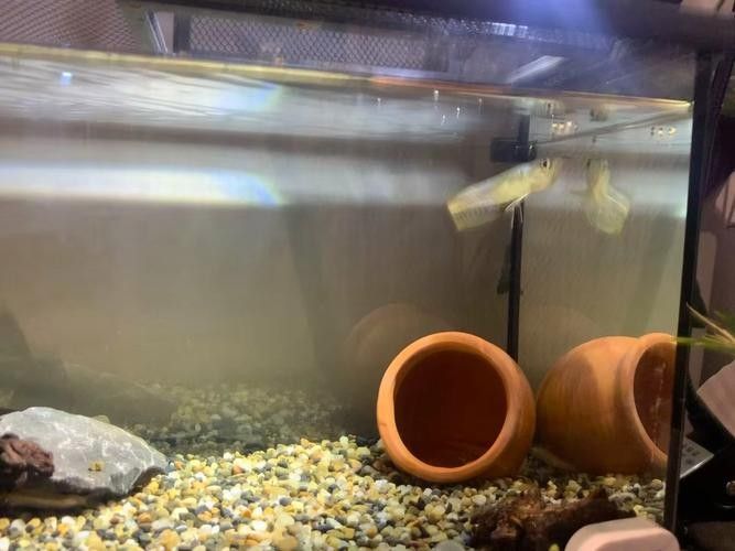 銀龍魚造景缸圖片大全