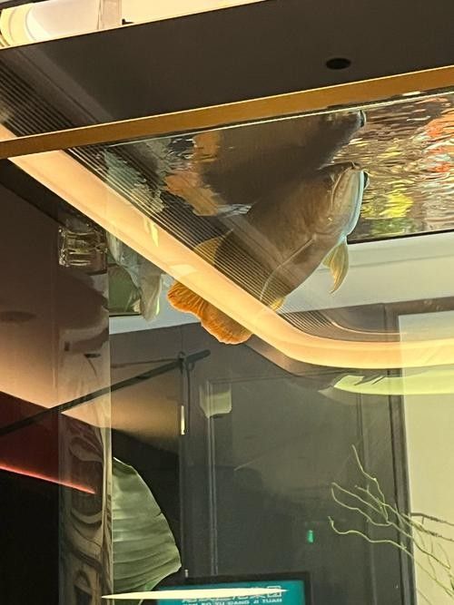 銀龍魚造景缸圖片大全