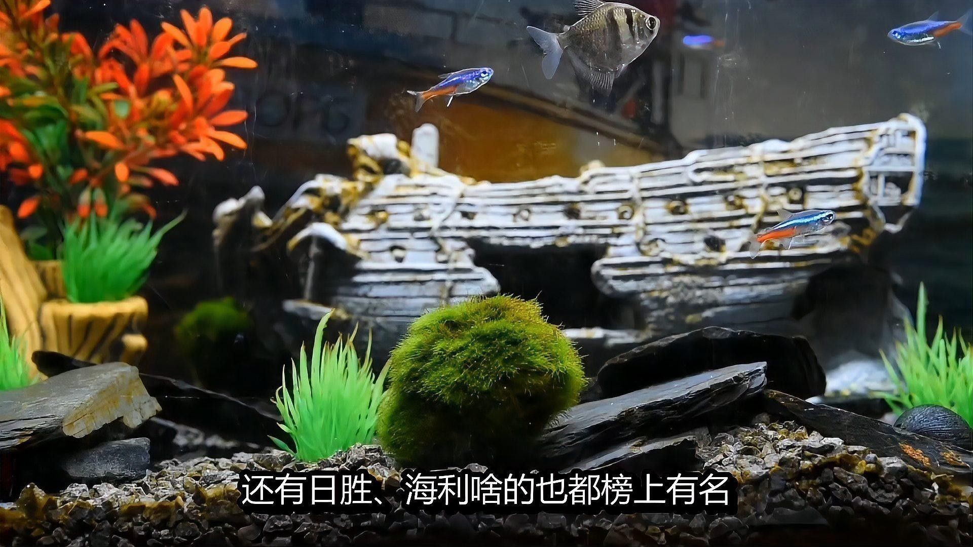 銀龍魚造景缸圖片大全