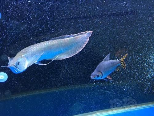 銀龍魚造景缸圖片大全