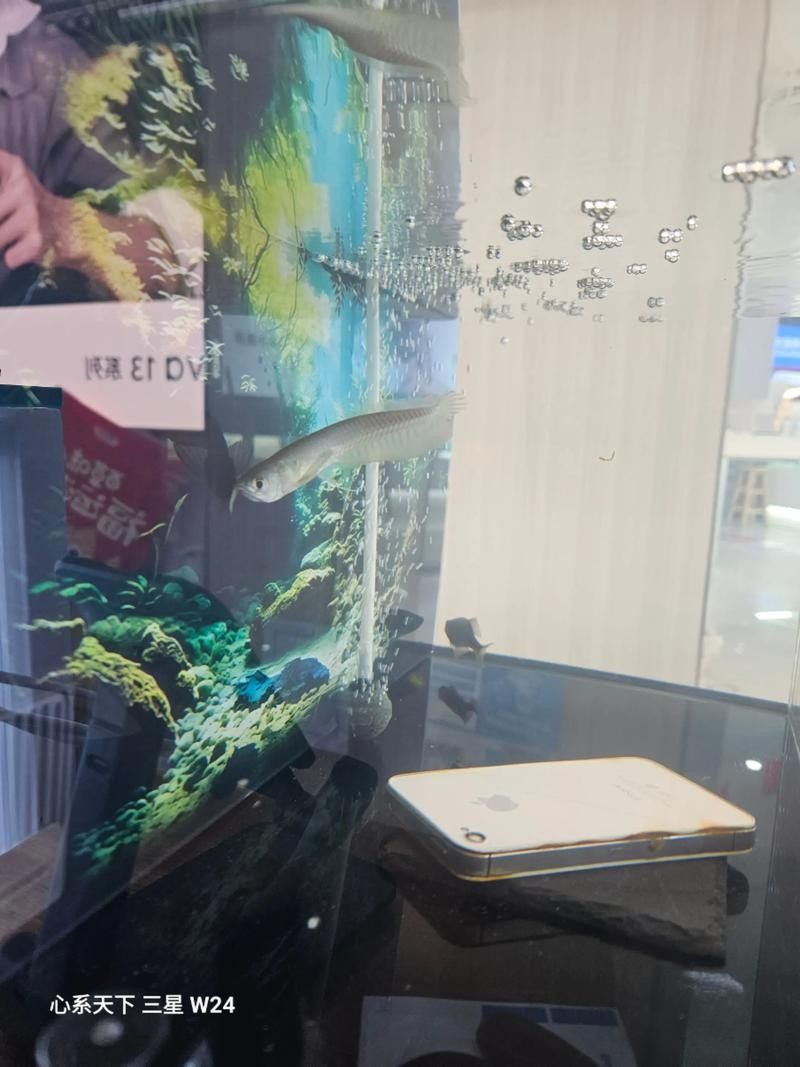 銀龍魚造景缸圖片大全