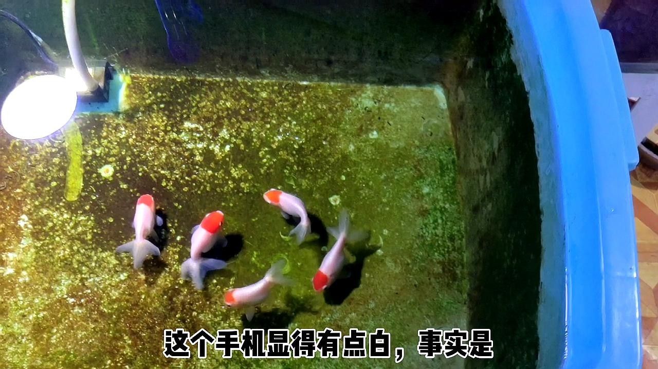 銀龍魚造景缸圖片大全