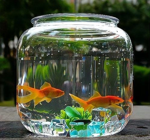 銀龍魚造景缸圖片大全