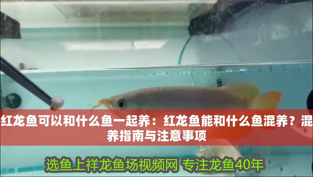 龍魚濾材推薦：龍魚濾材哪個牌子好用又便宜？精選高性價比品牌推薦