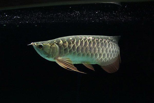 龍魚背上黑垢怎么去除掉