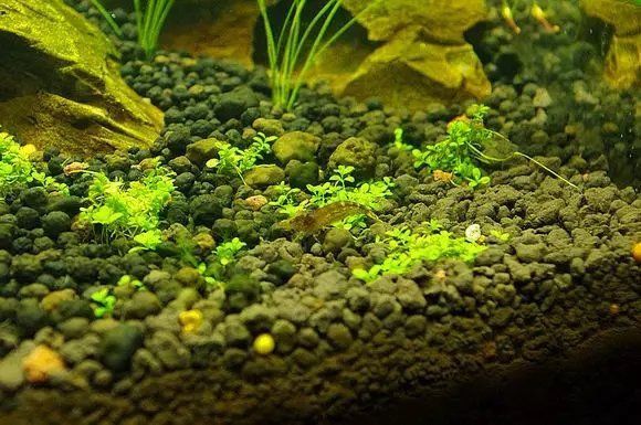 龍魚背上黑垢怎么去除掉