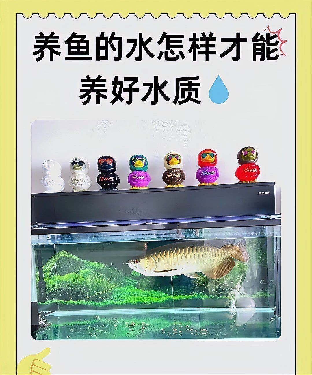龍魚背上黑垢怎么去除掉