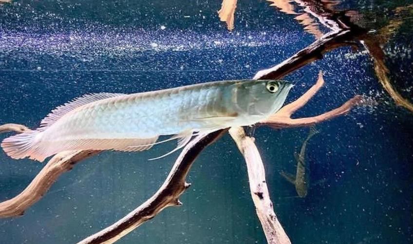 如何選擇適合新手的龍魚品種？