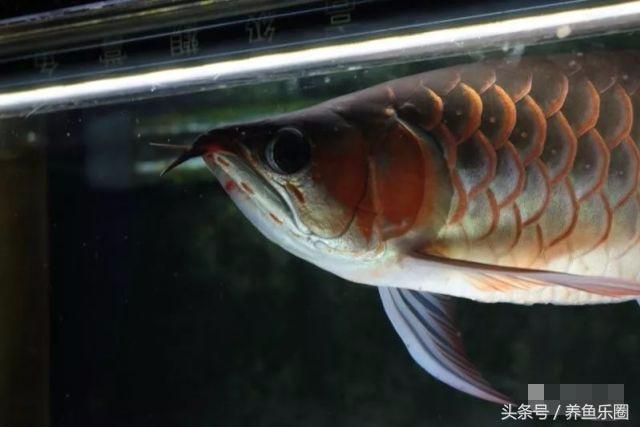 龍魚的停止生長期（龍魚一般在4-5年后停止生長，但這個時間點可能會變化） 龍魚的停止生長期（龍魚一般在4-5年后停止生長，但這個時間點可能會變化） 龍魚百科 第3張