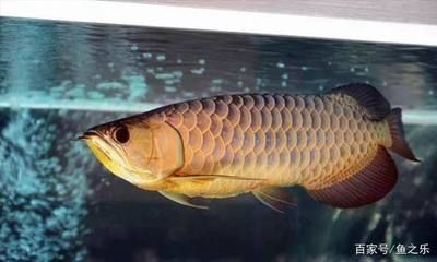 最美的龍魚，最美的龍魚品種