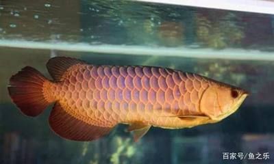 最美的龍魚，最美的龍魚品種