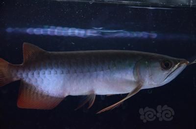 最美的龍魚，最美的龍魚品種