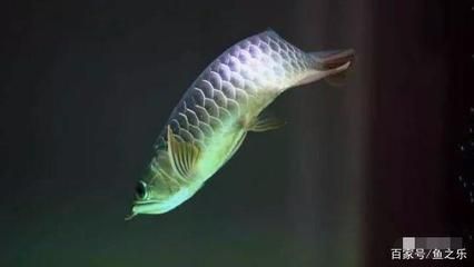 最美的龍魚，最美的龍魚品種