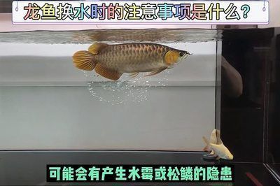 龍魚開燈就趴缸的原因及解決辦法（如何解決龍魚趴缸的問題）