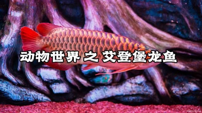 深海龍魚發光顏色有哪些？