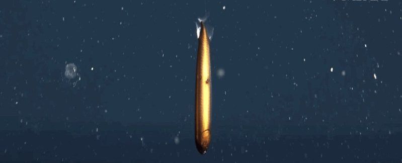 深海龍魚發光顏色有哪些？