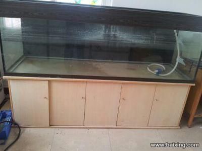 養(yǎng)龍魚最小的要多大的缸：養(yǎng)龍魚所需的魚缸尺寸是根據(jù)龍魚的種類和年齡來決定的