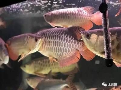 為什么很多人養(yǎng)龍魚(yú)：為什么很多人養(yǎng)龍魚(yú)，很多人養(yǎng)龍魚(yú)的主要原因是什么