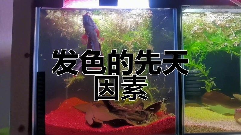 雷龍魚發色是什么意思