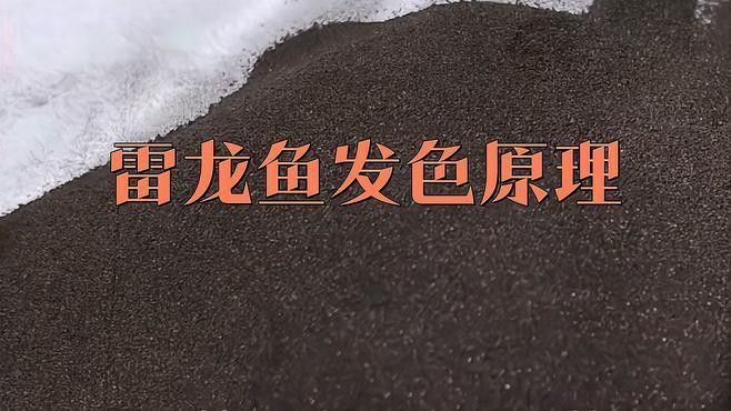 雷龍魚發色是什么意思