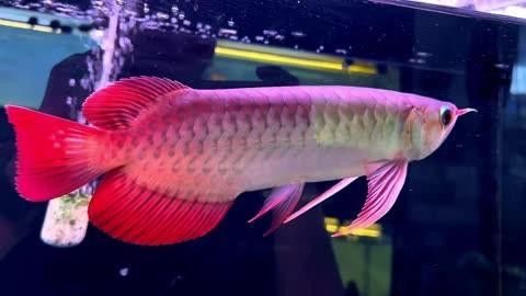 紅龍魚的市場供需情況如何？