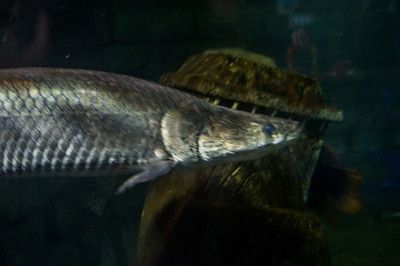 巨骨舌魚跟金龍魚一樣嗎：巨骨舌魚和金龍魚一樣嗎