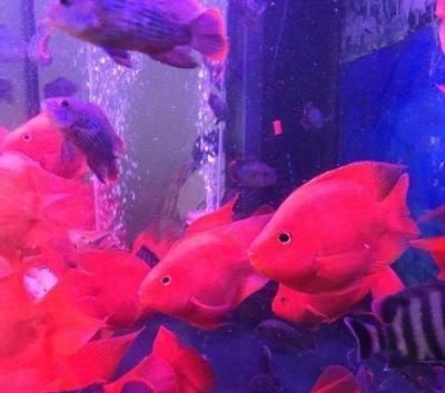 龍魚和清道夫混養最佳搭配圖，龍魚和清道夫混養的最佳搭配圖