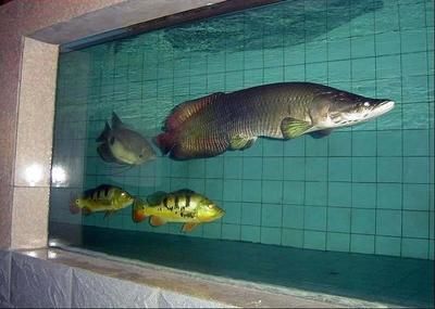 龍魚和清道夫混養最佳搭配圖，龍魚和清道夫混養的最佳搭配圖