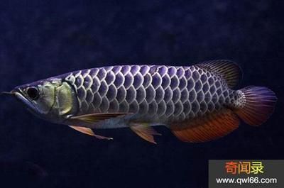龍魚細菌感染怎么治療效果好些：如何治療龍魚細菌感染