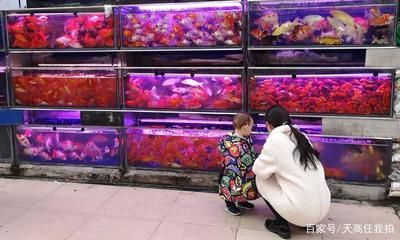 六角恐龍魚市場(chǎng)價(jià)，六角恐龍魚市場(chǎng)價(jià)格趨勢(shì)