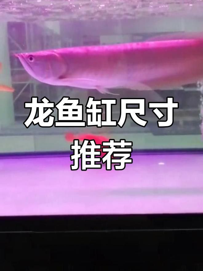 金龍魚需要多大的魚缸？