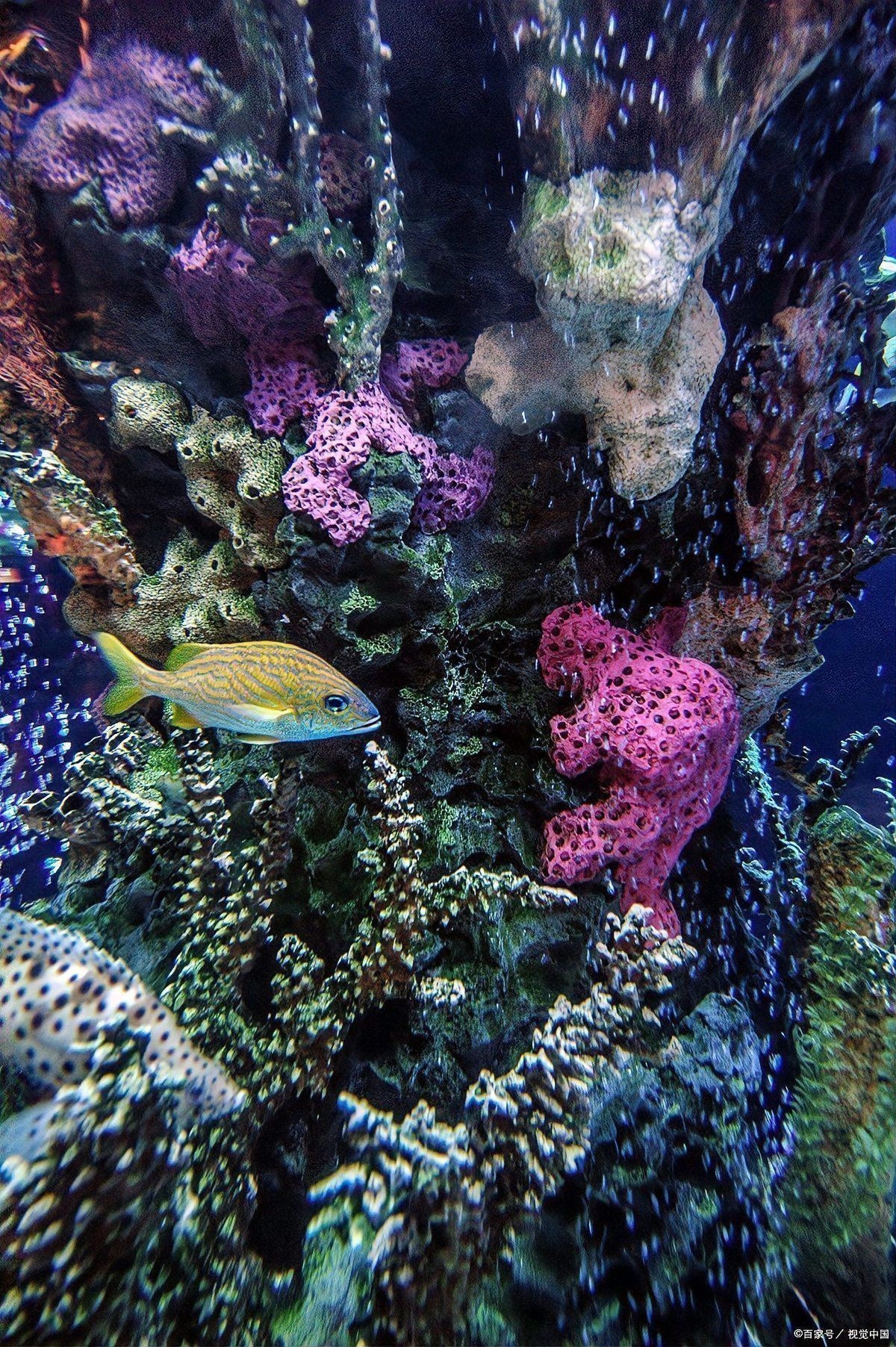 UV-B光譜對紅龍魚有哪些潛在影響？