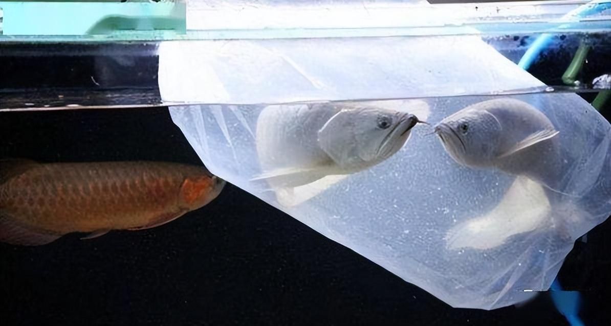 新買的龍魚過水多久可以喂食：新買來的龍魚在過水后多久可以喂食并沒有統(tǒng)一的標準