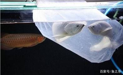 新買的龍魚過水多久可以喂食：新買來的龍魚在過水后多久可以喂食并沒有統(tǒng)一的標準