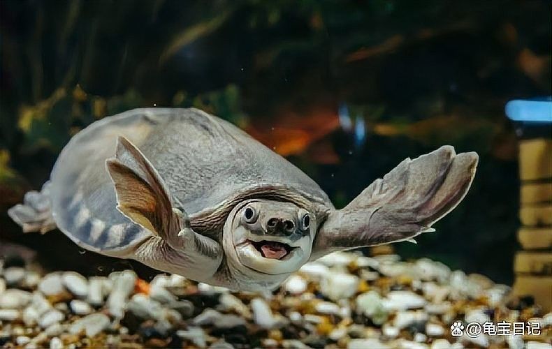 黃頭側頸龜能和金龍魚混養嗎