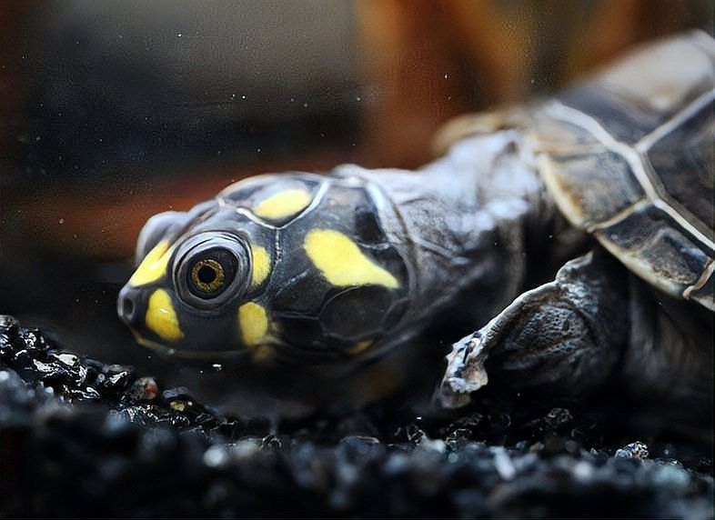 黃頭側頸龜能和金龍魚混養嗎