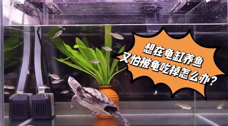 黃頭側頸龜能和金龍魚混養嗎