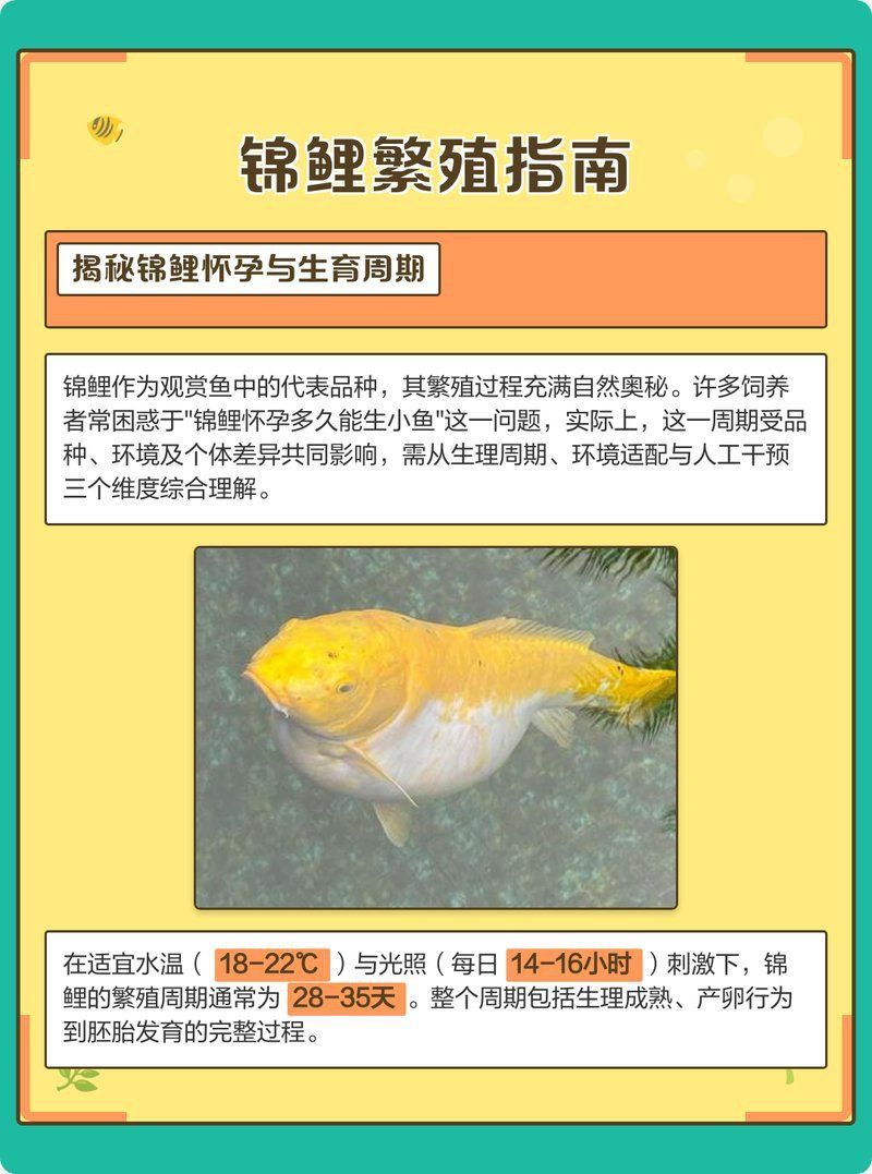 錦鯉大肚子多久生小魚