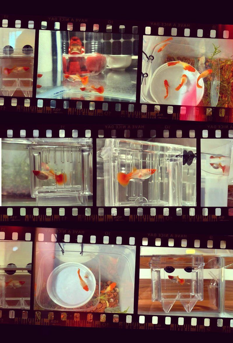 錦鯉大肚子多久生小魚